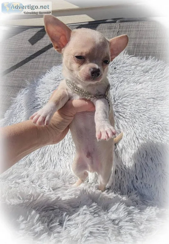 Beautiful very small blue chihuahua