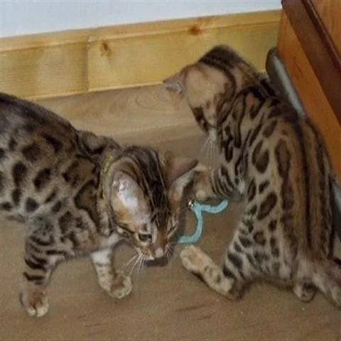 FINE Bengal Kittens - TICA Registered wBreeding Rights