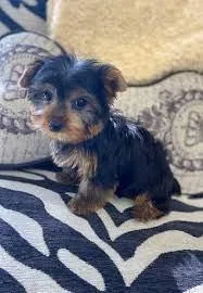 Beautiful pure bred Yorkie puppies