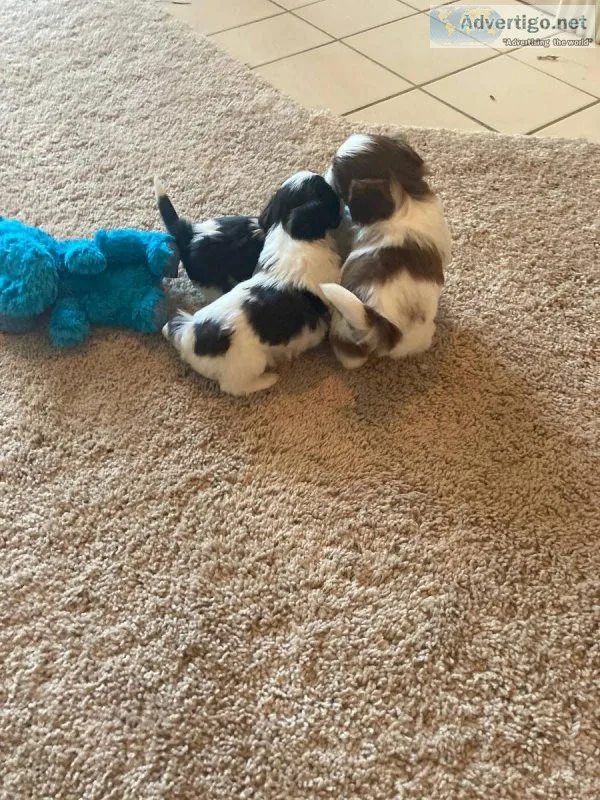 Shihtzu puppies ready 21st august