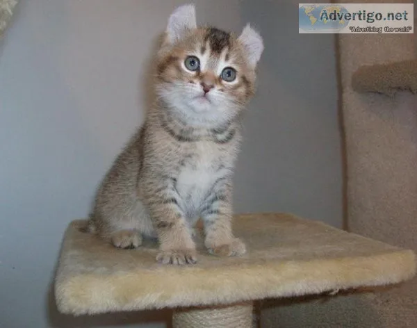 Gorgeous Solid Highlander Kitten