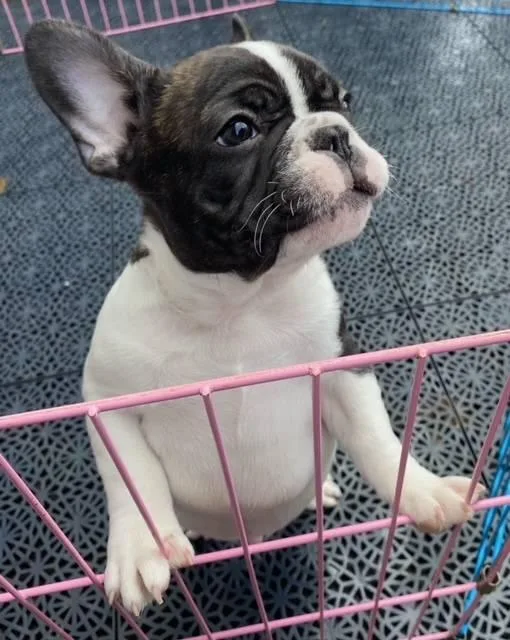 cute French bulldog Puppies ready.