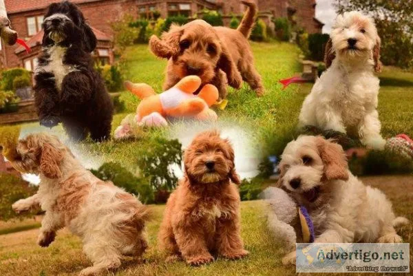 Stunning F1 English litter ready now.