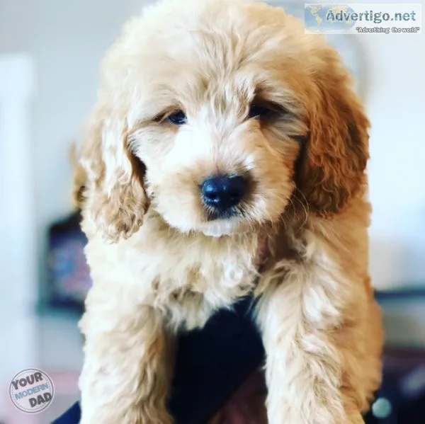 F1B mini golden doodles