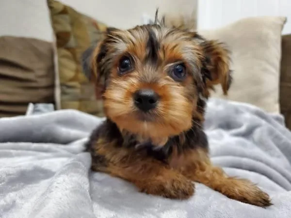 Premium Yorkies on AdoptionJust Two Left
