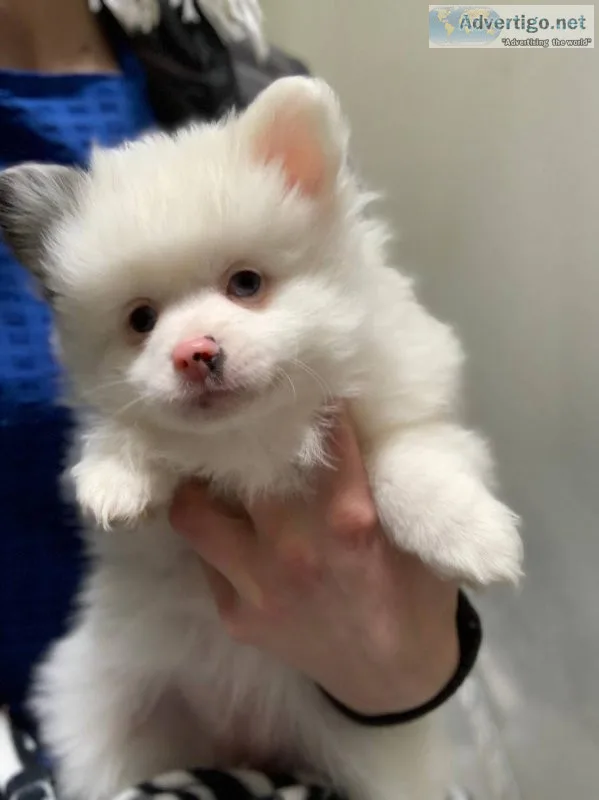 We have 2 beautiful Pomeranians for sale