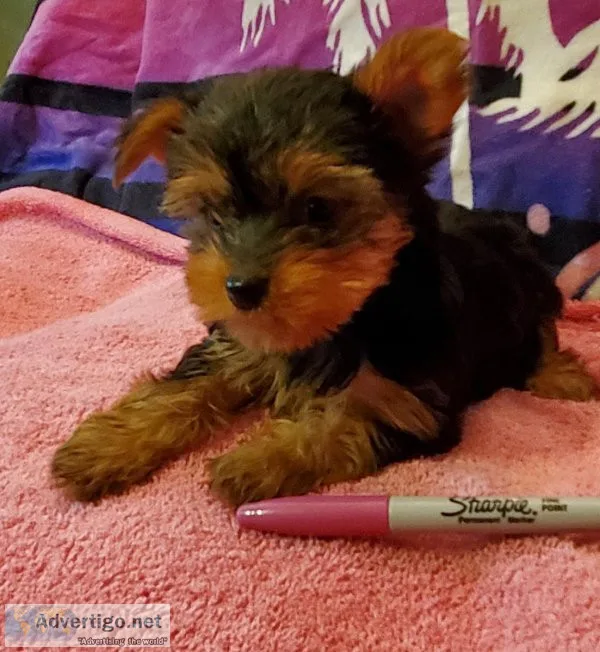 Yorkie Puppies