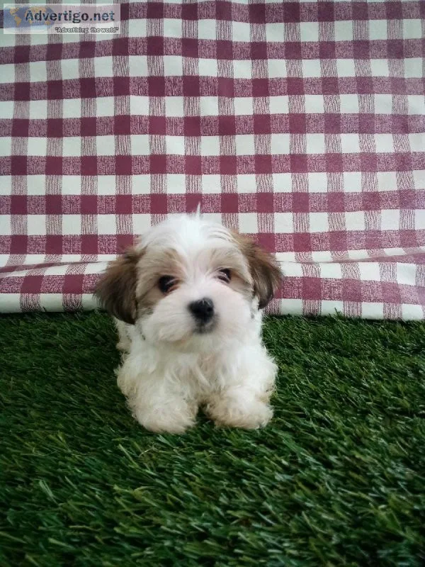 Toby Morkie