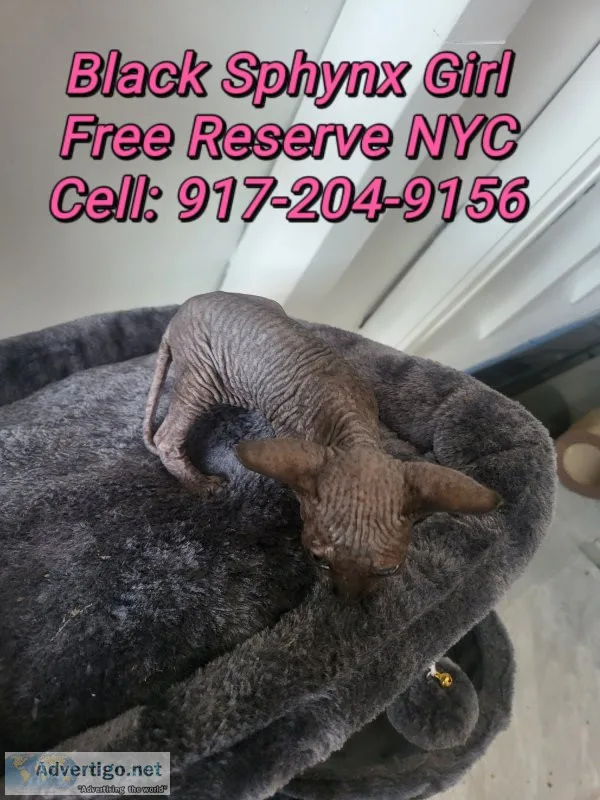 Black canadian sphynx kittens 8week old ready for pickup New Yor