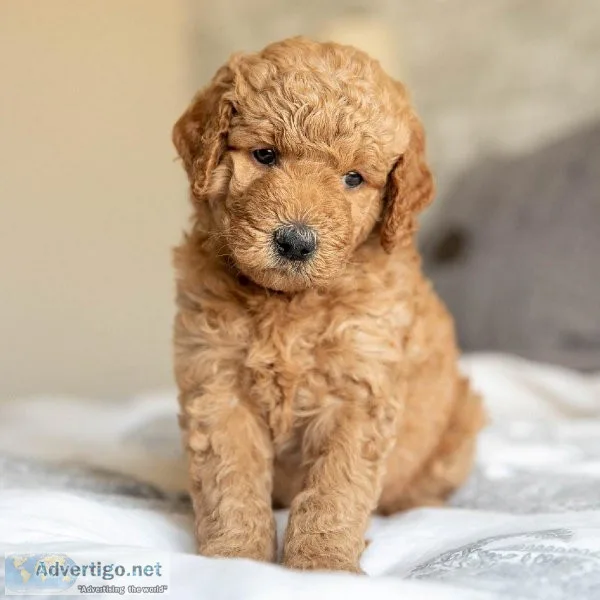 NKC registered Goldendoodle