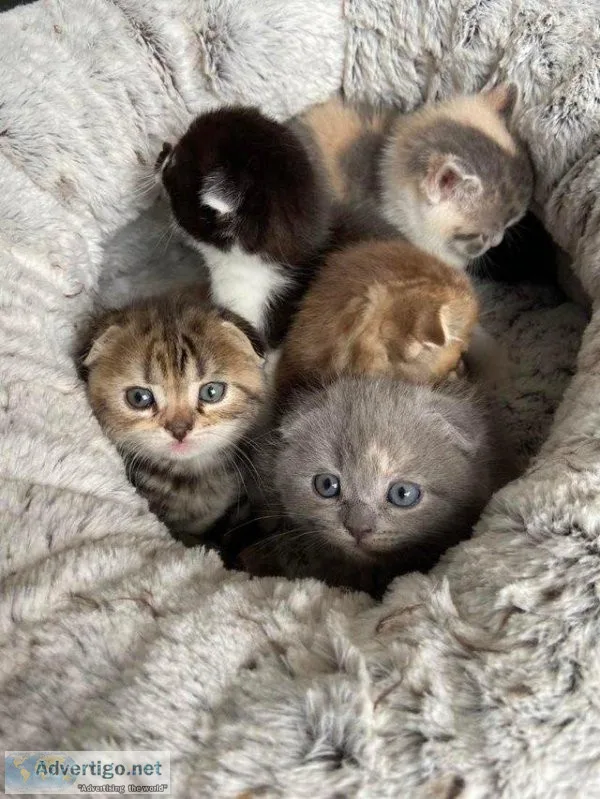 5 Mixed Scottish Fold Kittens