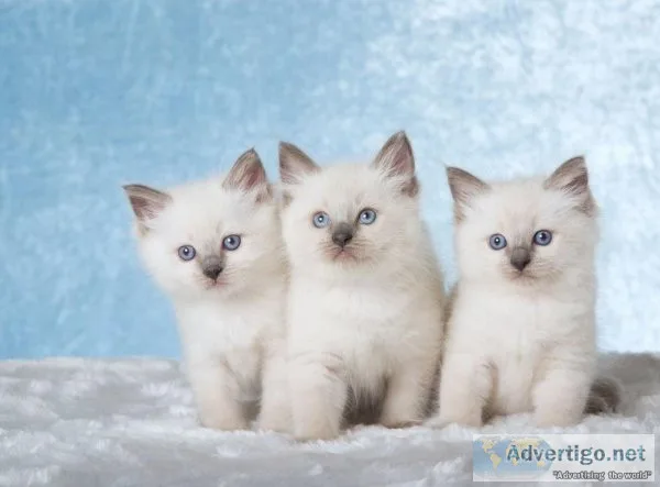 Ragdoll Kittens TICA