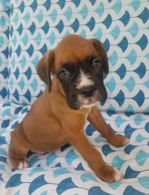 Rehoming Boxer Puppy