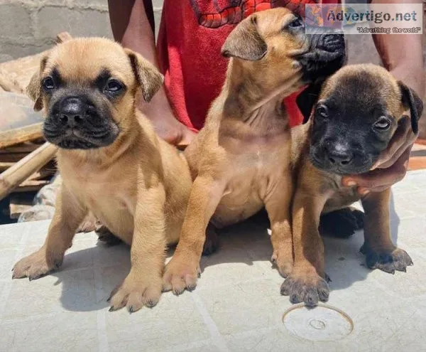 Boerboel pups Ready for a new owner