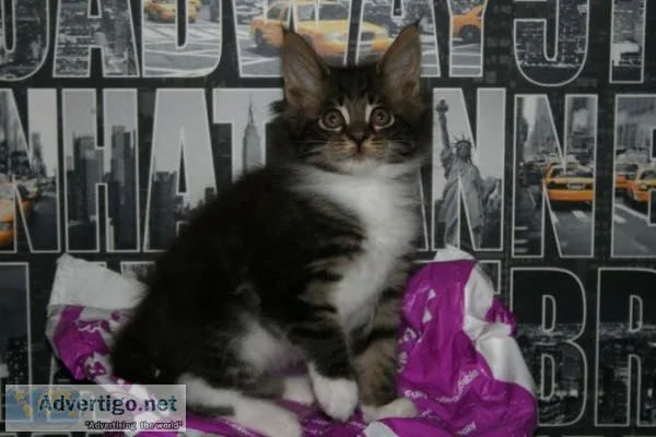 Maine coon kittens