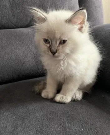 Adorable Ragdoll kittens