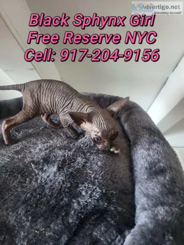Black canadian sphynx kittens 8week old ready for pickup New Yor