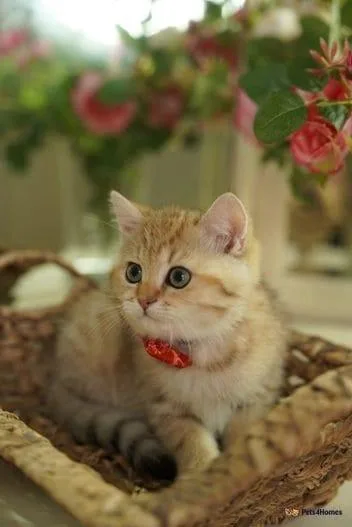 Golden British Shorthair Kittens
