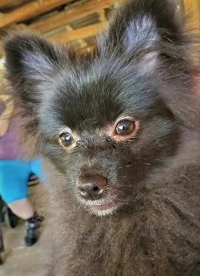Triple-coated black Pomeranian males