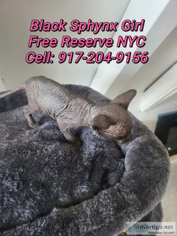 Black canadian sphynx kittens 8week old ready for pickup New Yor