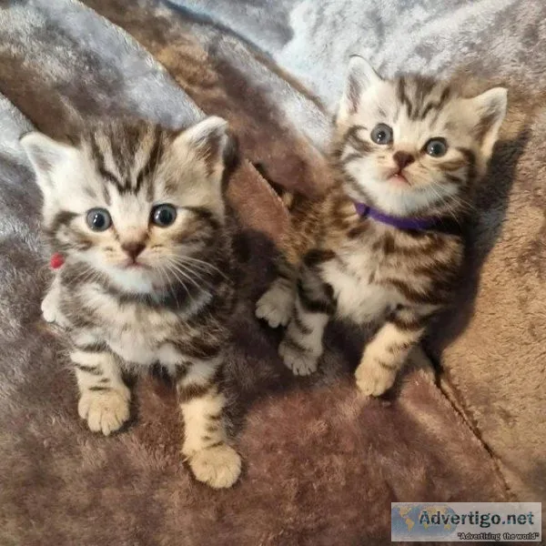 beautiful silver tabbie British shorthair kittens