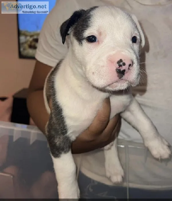 XL American bullies