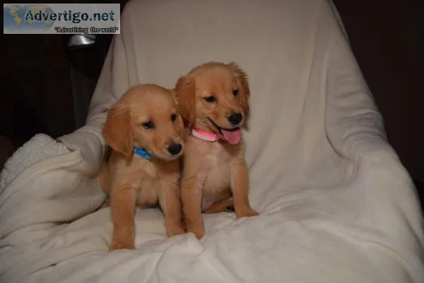 CKC Golden Retriever puppies