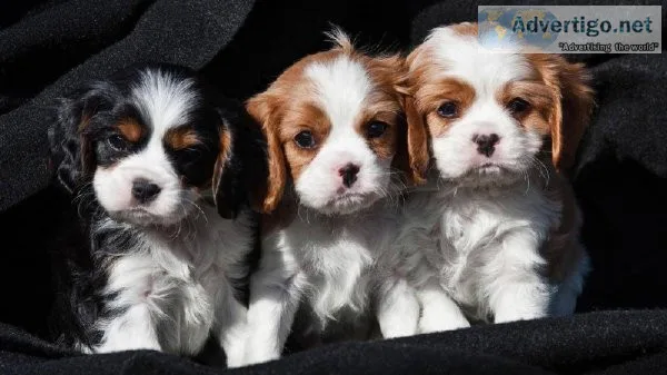 Akc cavalier King Charles spaniel pups