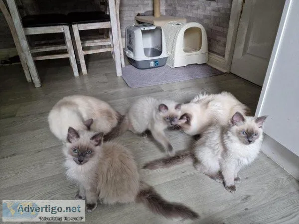 Beautiful Bluepoint Ragdoll kittens looking for their forever ho