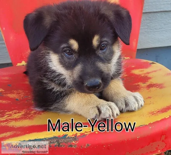 German Shepherd Puppies