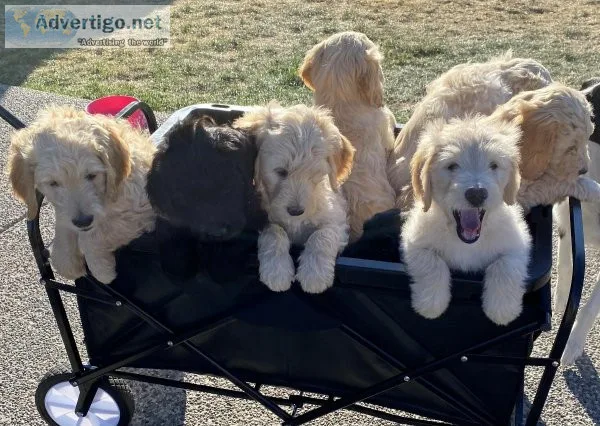 Goldendoodle puppies