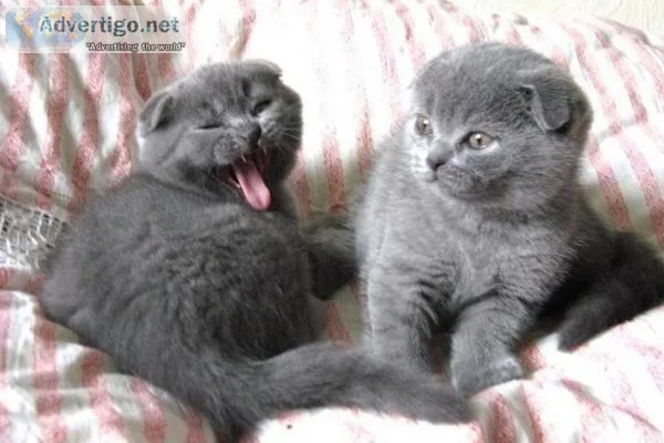 Purebred Scottish fold kittens