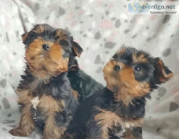Cute Yorkie puppies