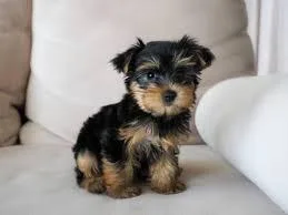 Charming Teacup Yorkie