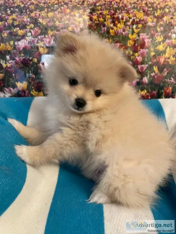 3 stunning tiny pomeranian boys looking for their forever homes 