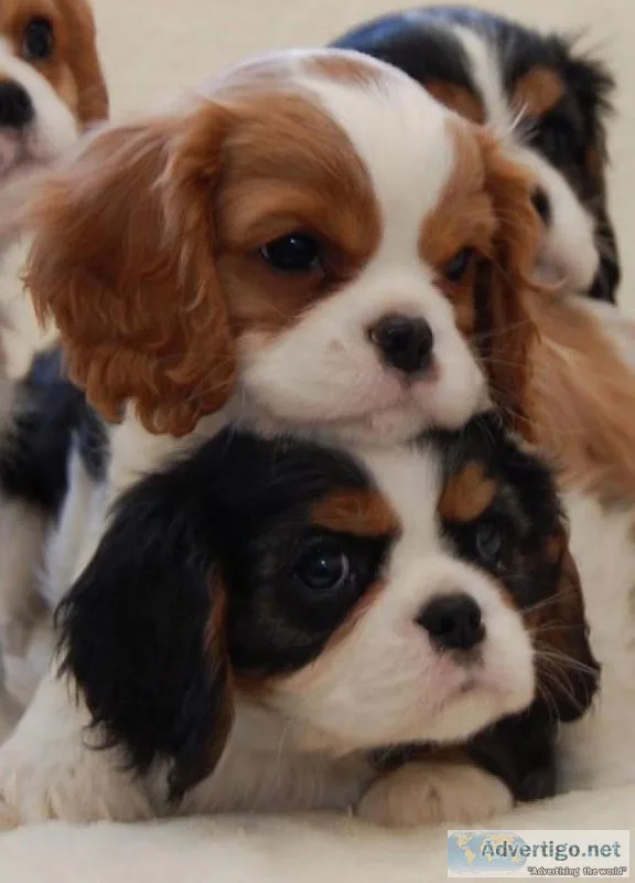 Cavapoos - Miniature Poodle x King Charles Cavalier Spaniel