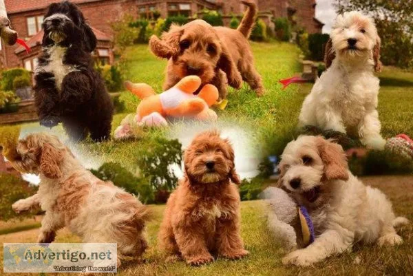 Stunning F1 English litter ready now.