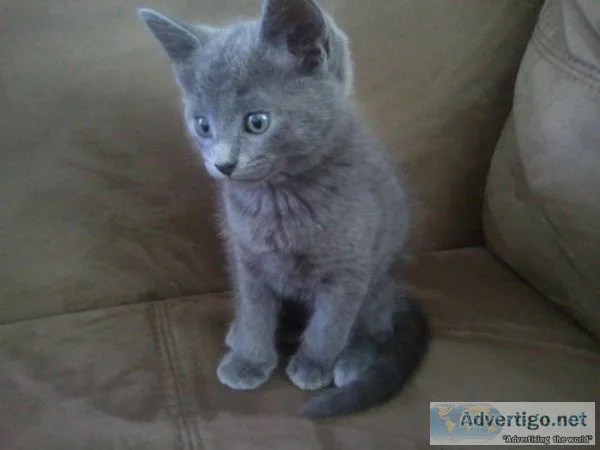Gorgeous Russian Blue KITTENS