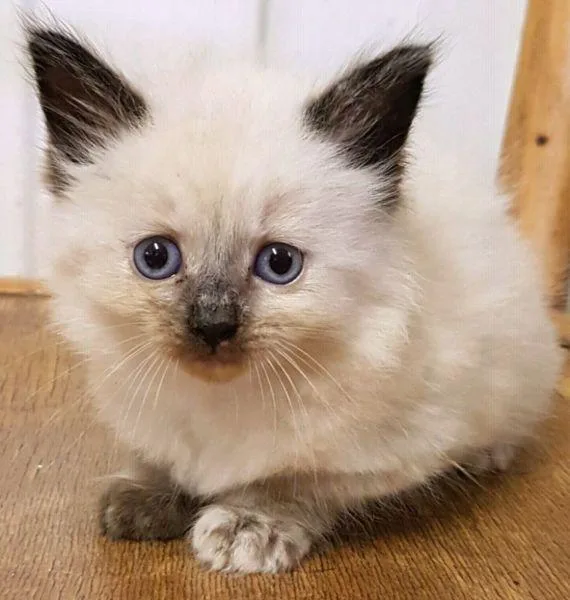 white siamese