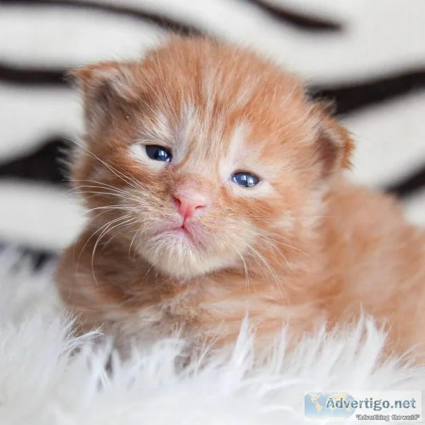 Smart Maine Coon Kitten male and female