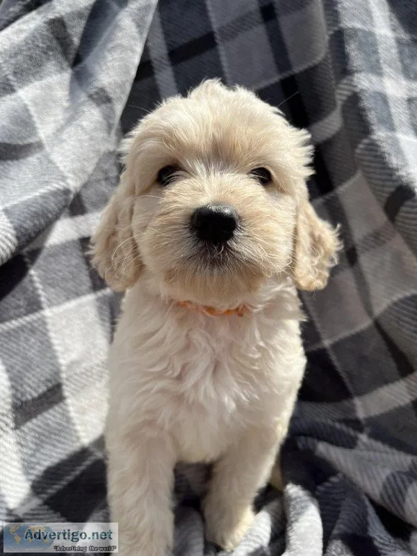 Miniature Goldendoodle puppies