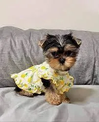 Hypoallergenic Yorkie Puppies