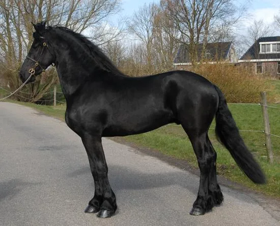Tango Friesian gelding