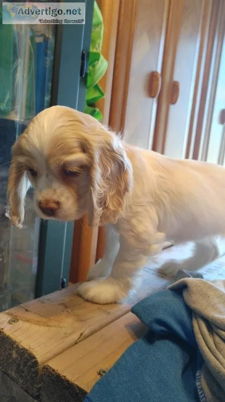 Beautiful cocker spaniel pups