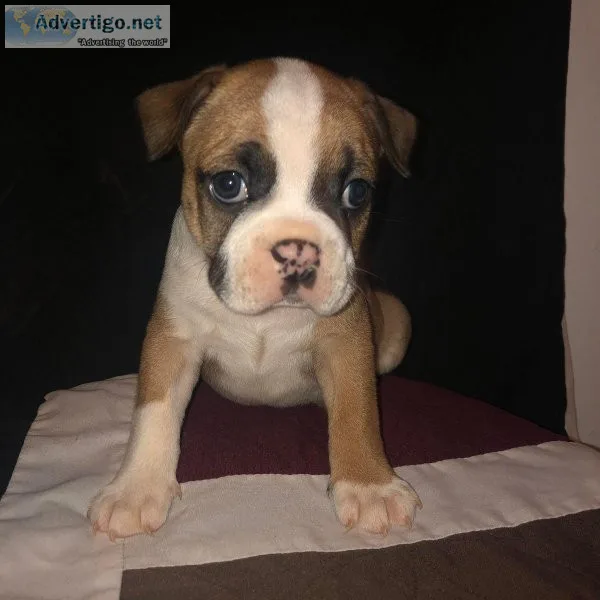 Mini Bulldog Puppies
