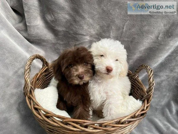 Our beautiful cockapoo Daisy has had 3 gorgeous puppies who are 