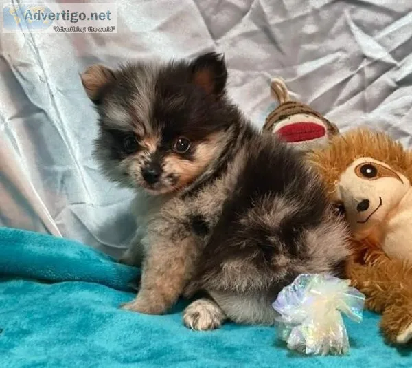 Handsome merle Pomeranians MF
