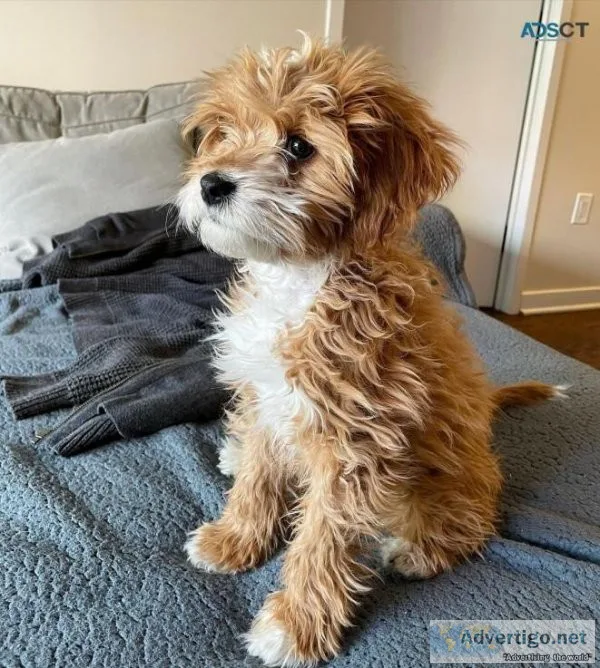 Cavapoo Puppies