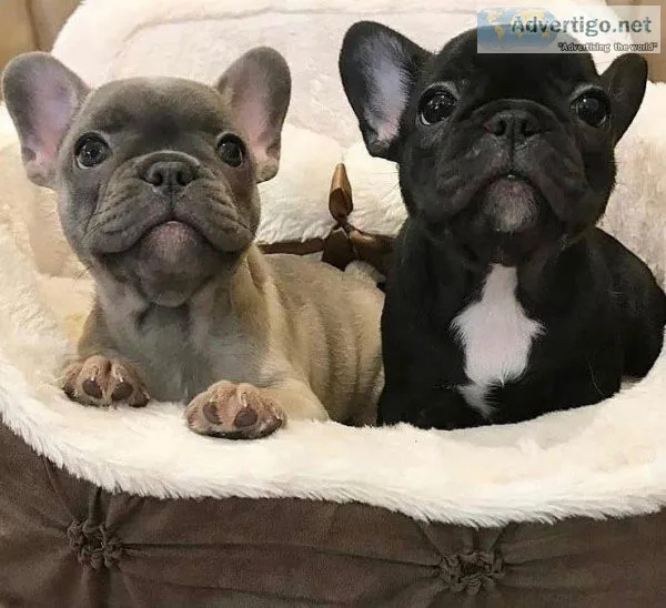 AKC Frenchie puppies