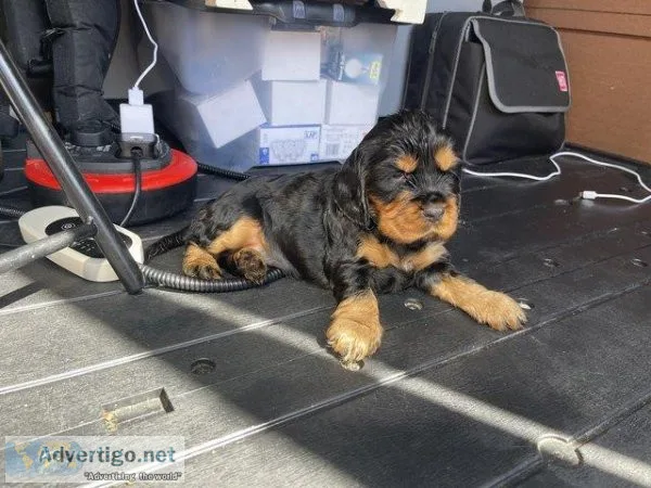 SHOW TYPE COCKER SPANIEL PUPPIES